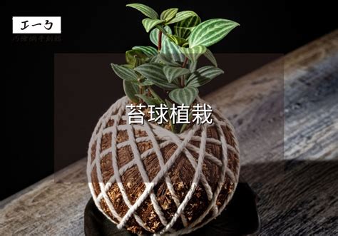 苔蘚澆水|室內植物苔球養護指南大揭秘